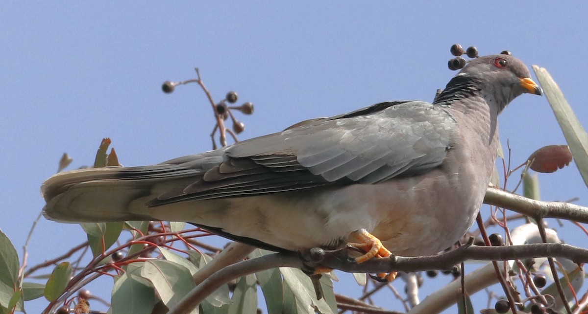 Band-tailed Pigeon - ML620052567