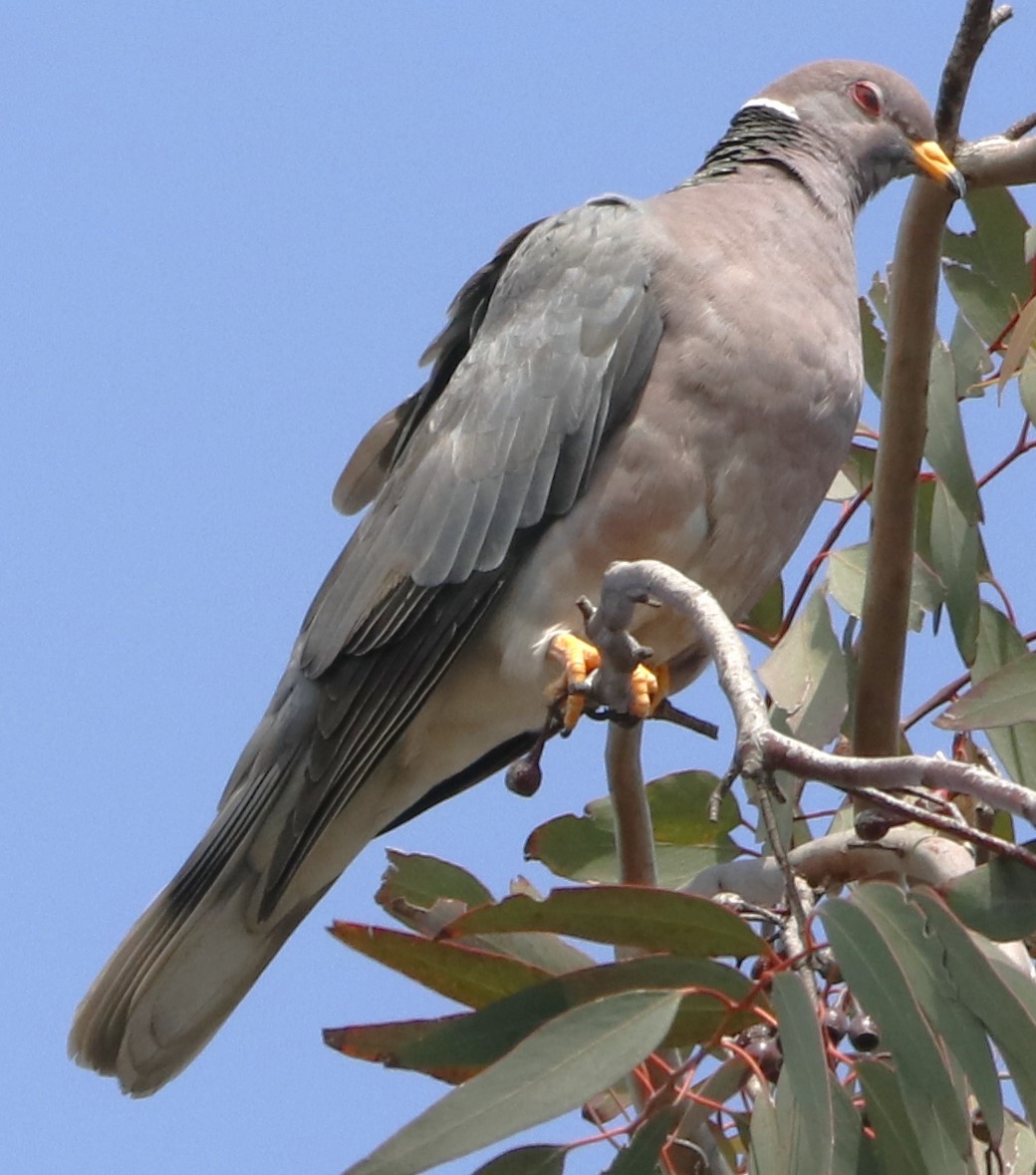Band-tailed Pigeon - ML620052568