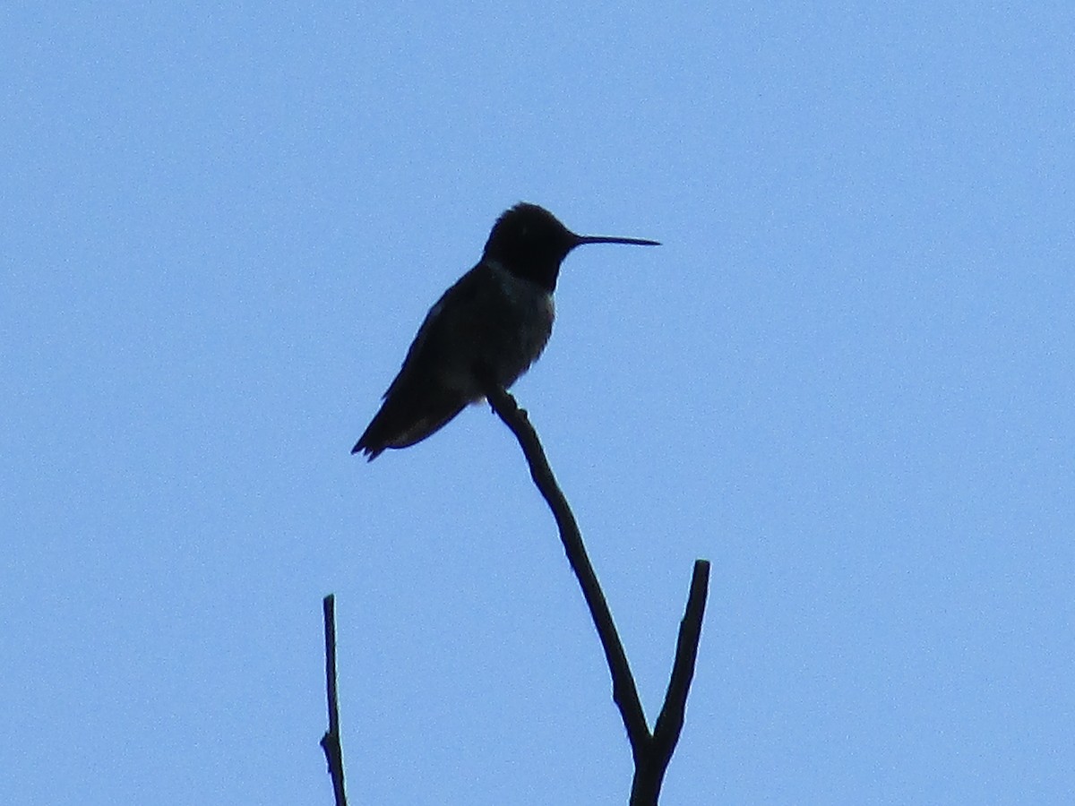 Black-chinned Hummingbird - ML620052569