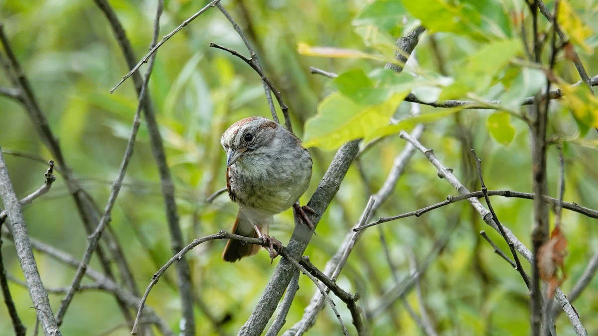 Swamp Sparrow - ML620052573