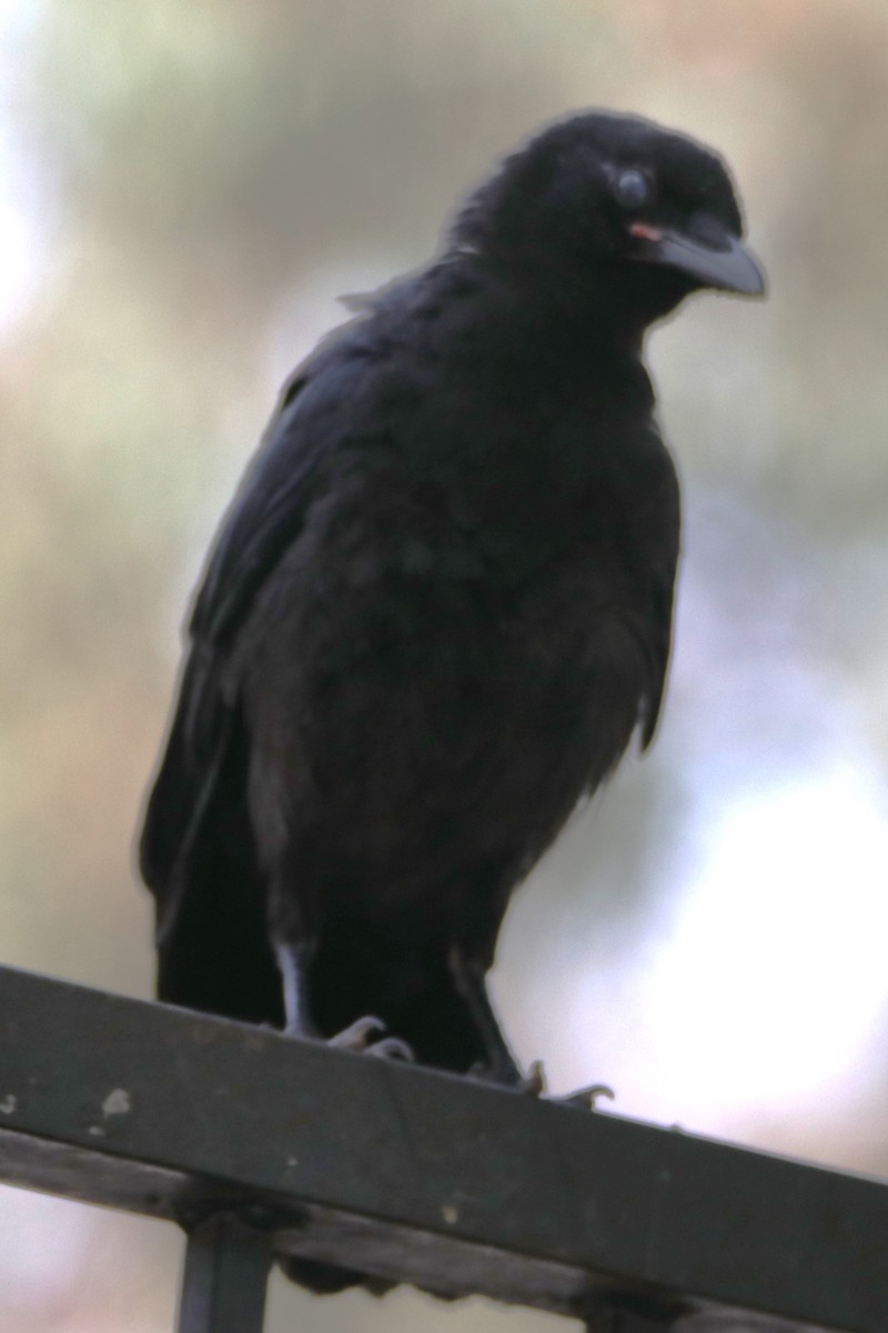 American Crow - ML620052574