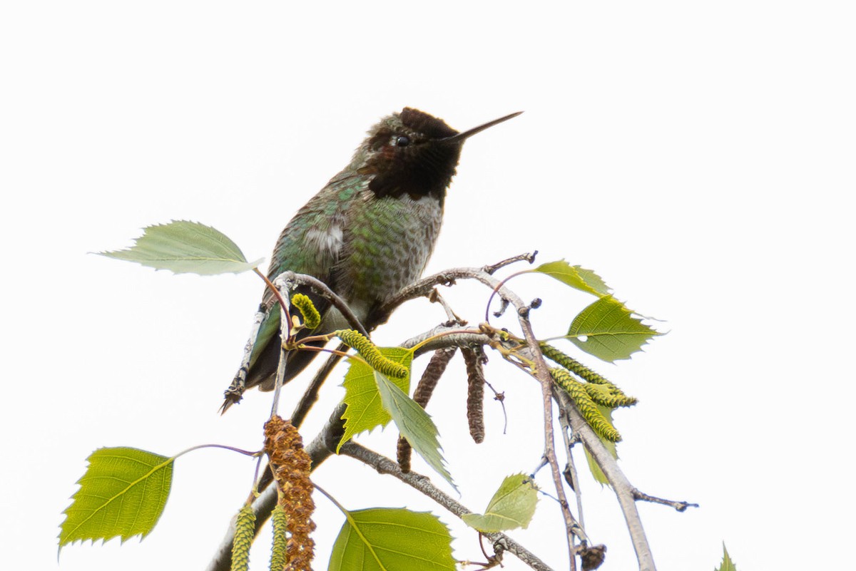 Anna's Hummingbird - ML620052580