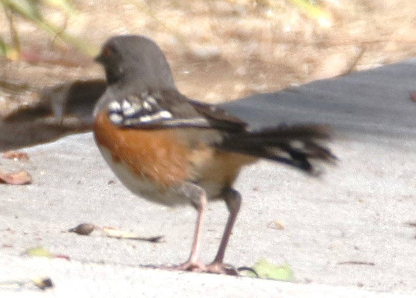 Spotted Towhee - ML620052587