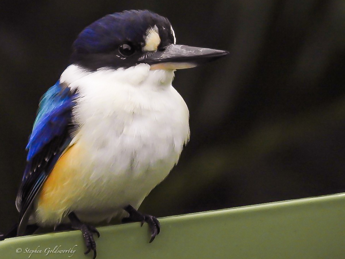 Forest Kingfisher - ML620052607