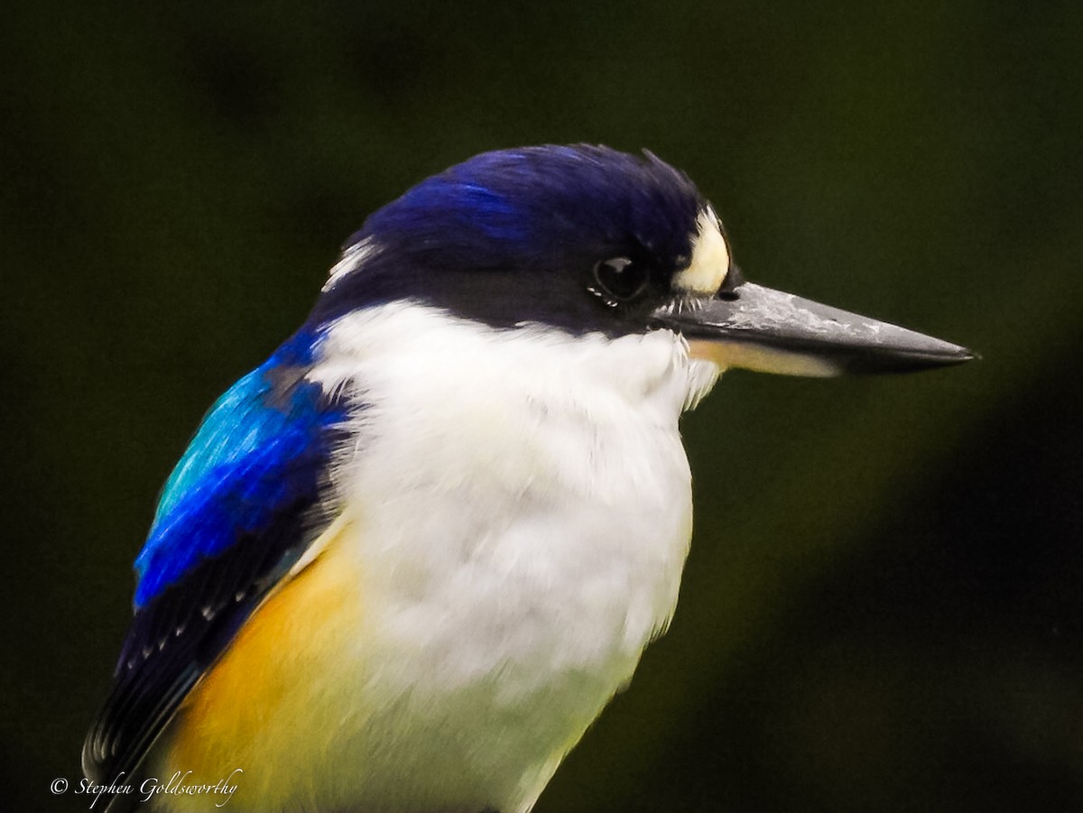 Forest Kingfisher - ML620052608