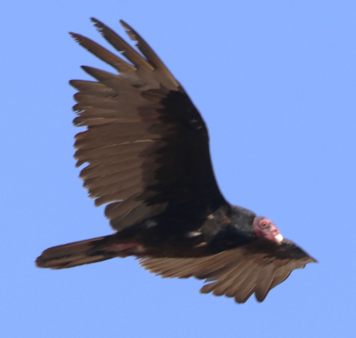 Turkey Vulture - ML620052613