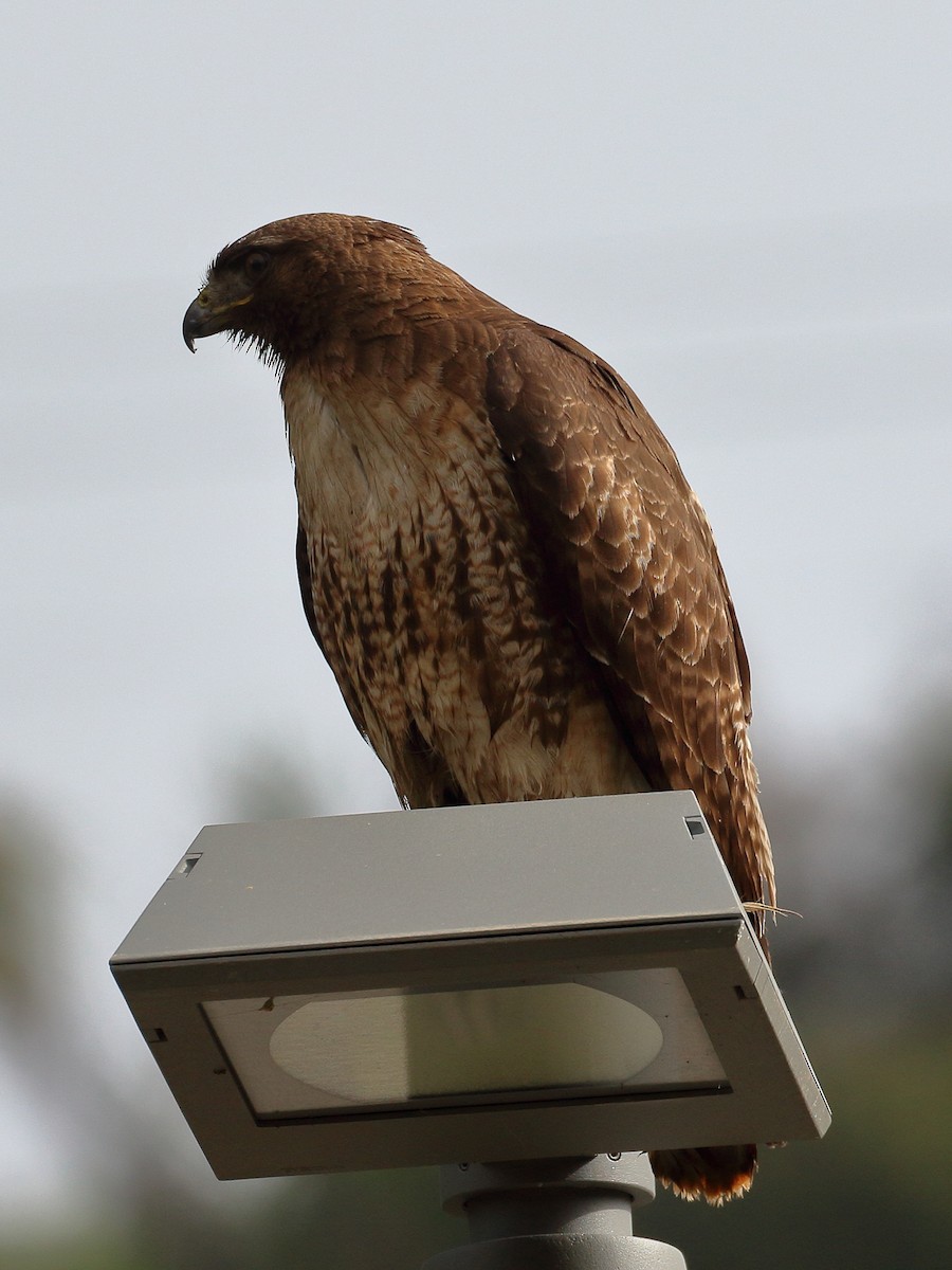 Red-tailed Hawk - ML620052618