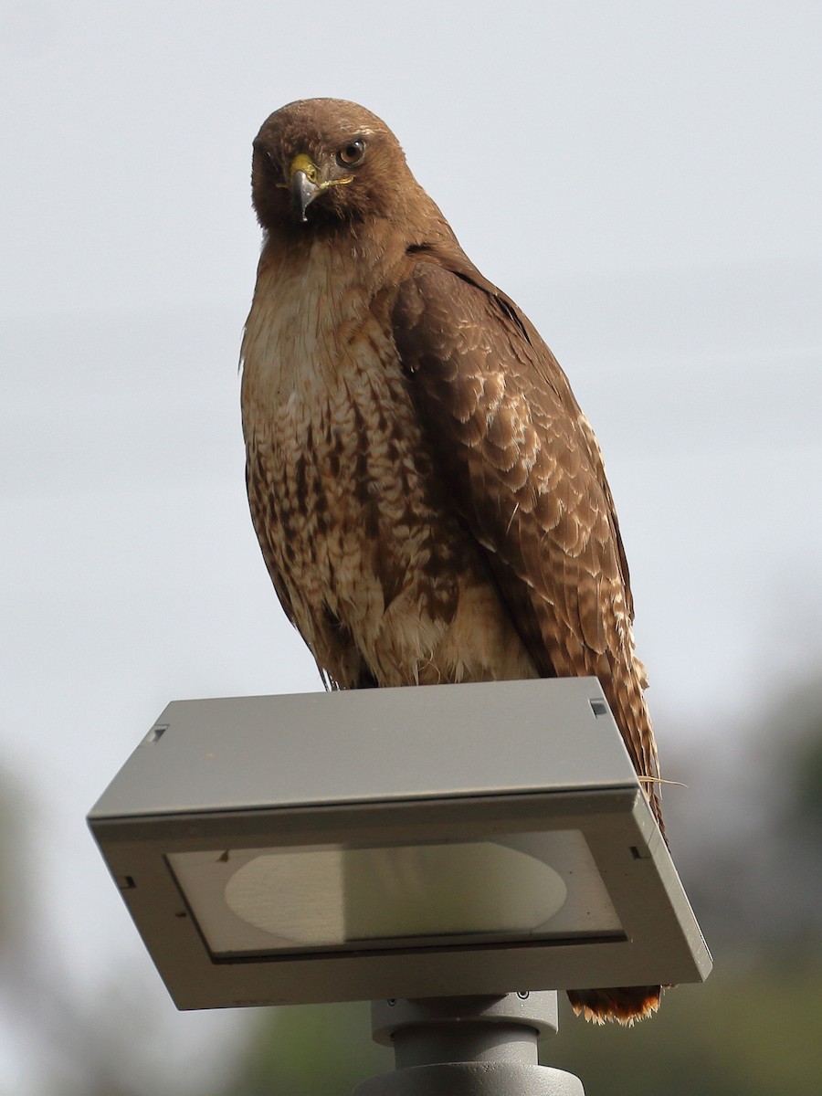 Red-tailed Hawk - ML620052635