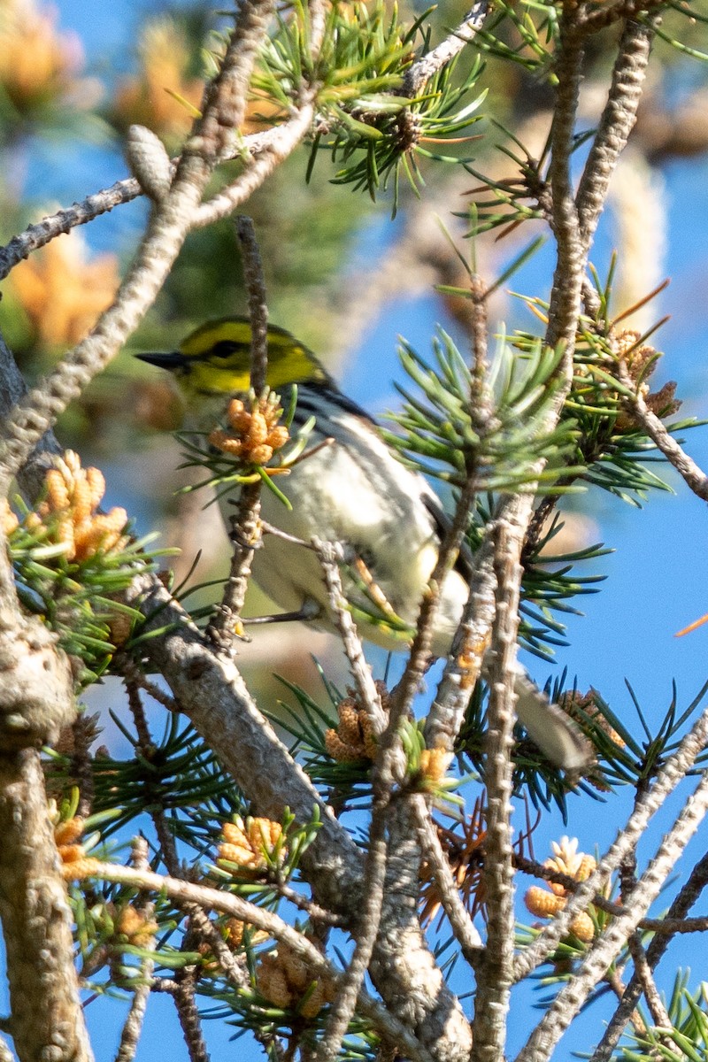 Black-throated Green Warbler - ML620052655