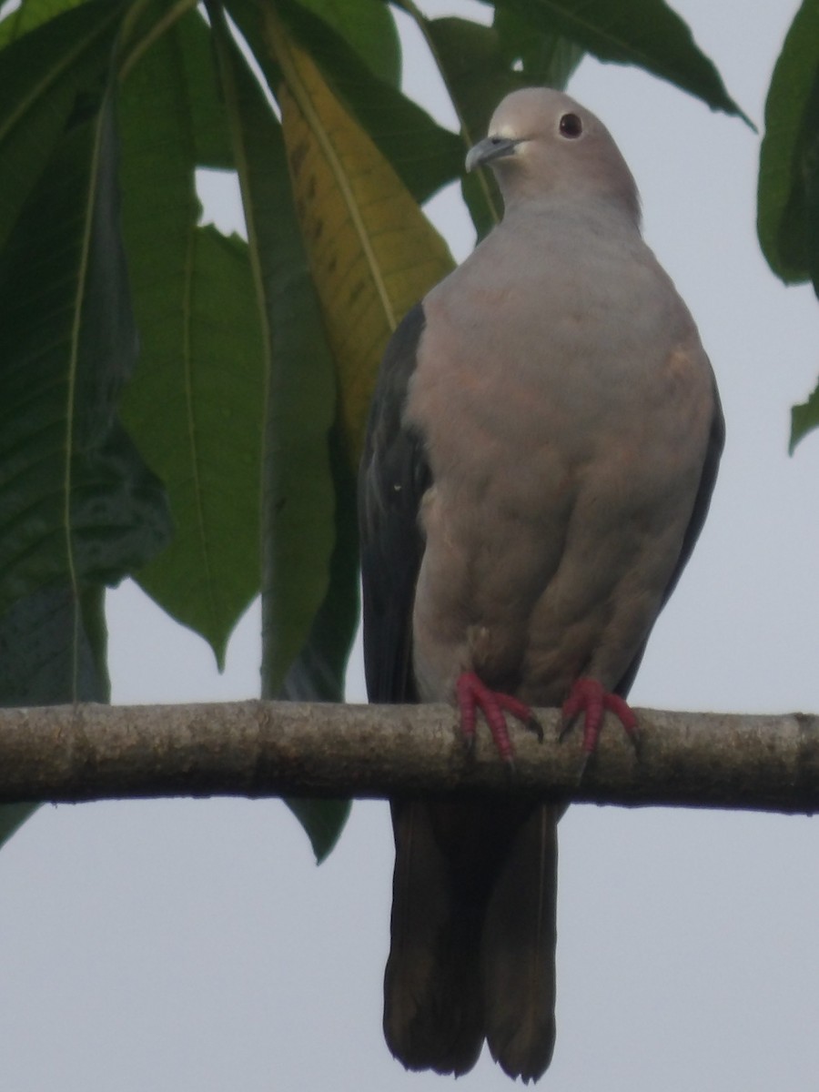 Green Imperial-Pigeon - ML620052676