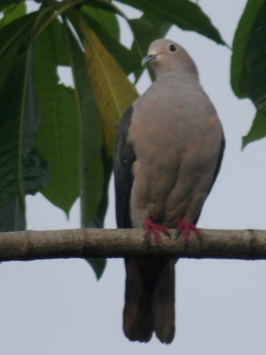 Green Imperial-Pigeon - ML620052677