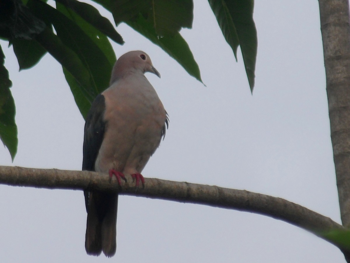Green Imperial-Pigeon - ML620052678
