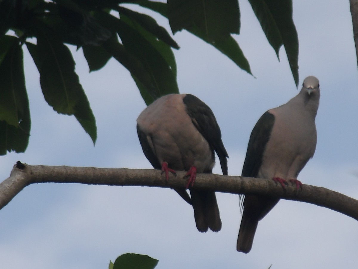 Green Imperial-Pigeon - ML620052679