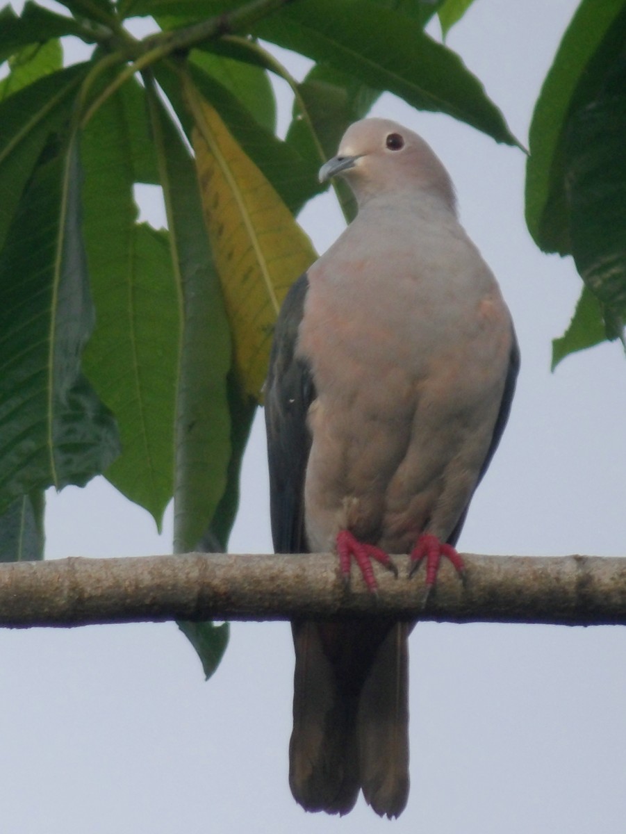 Green Imperial-Pigeon - ML620052680