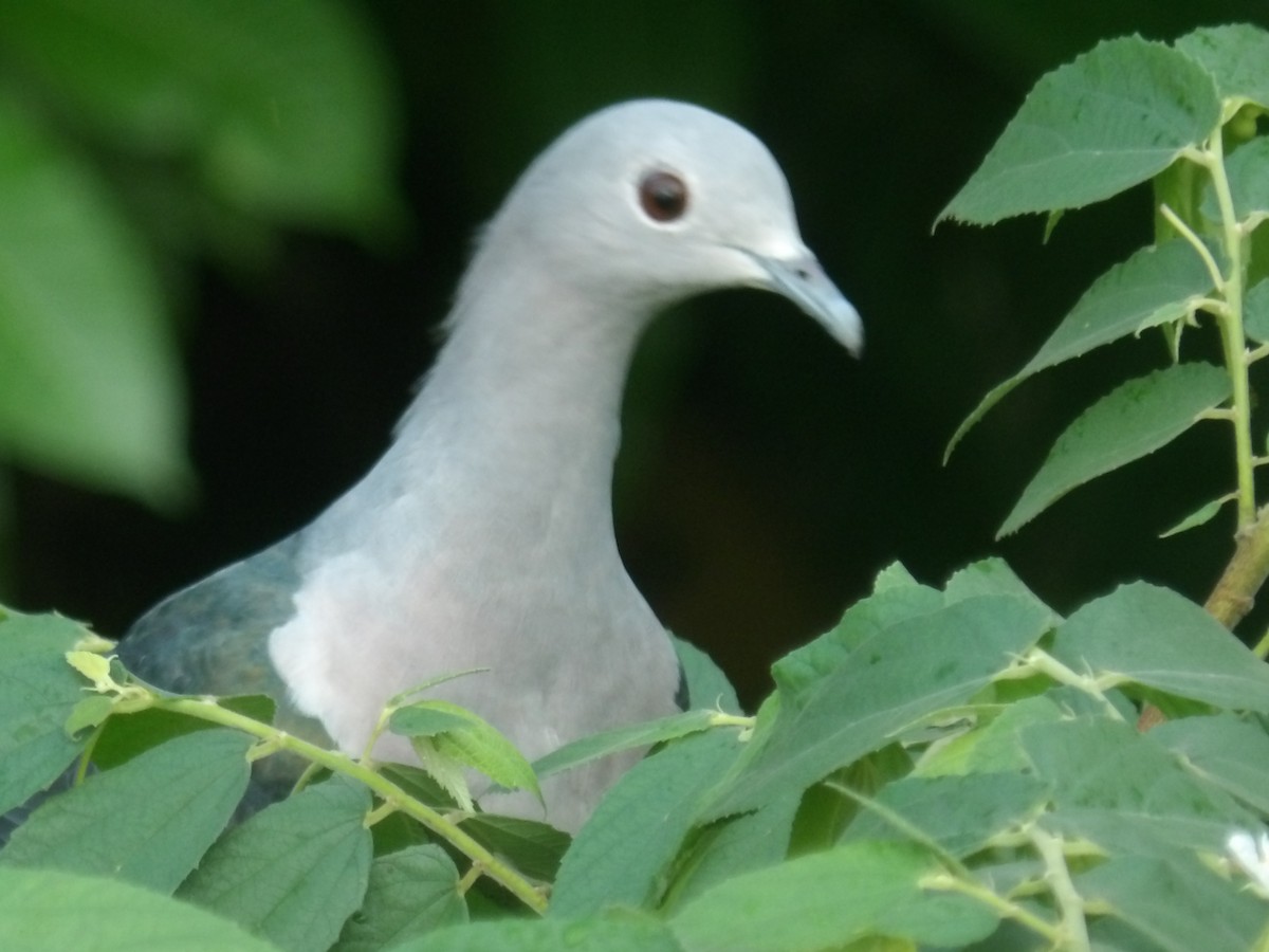 Green Imperial-Pigeon - ML620052681