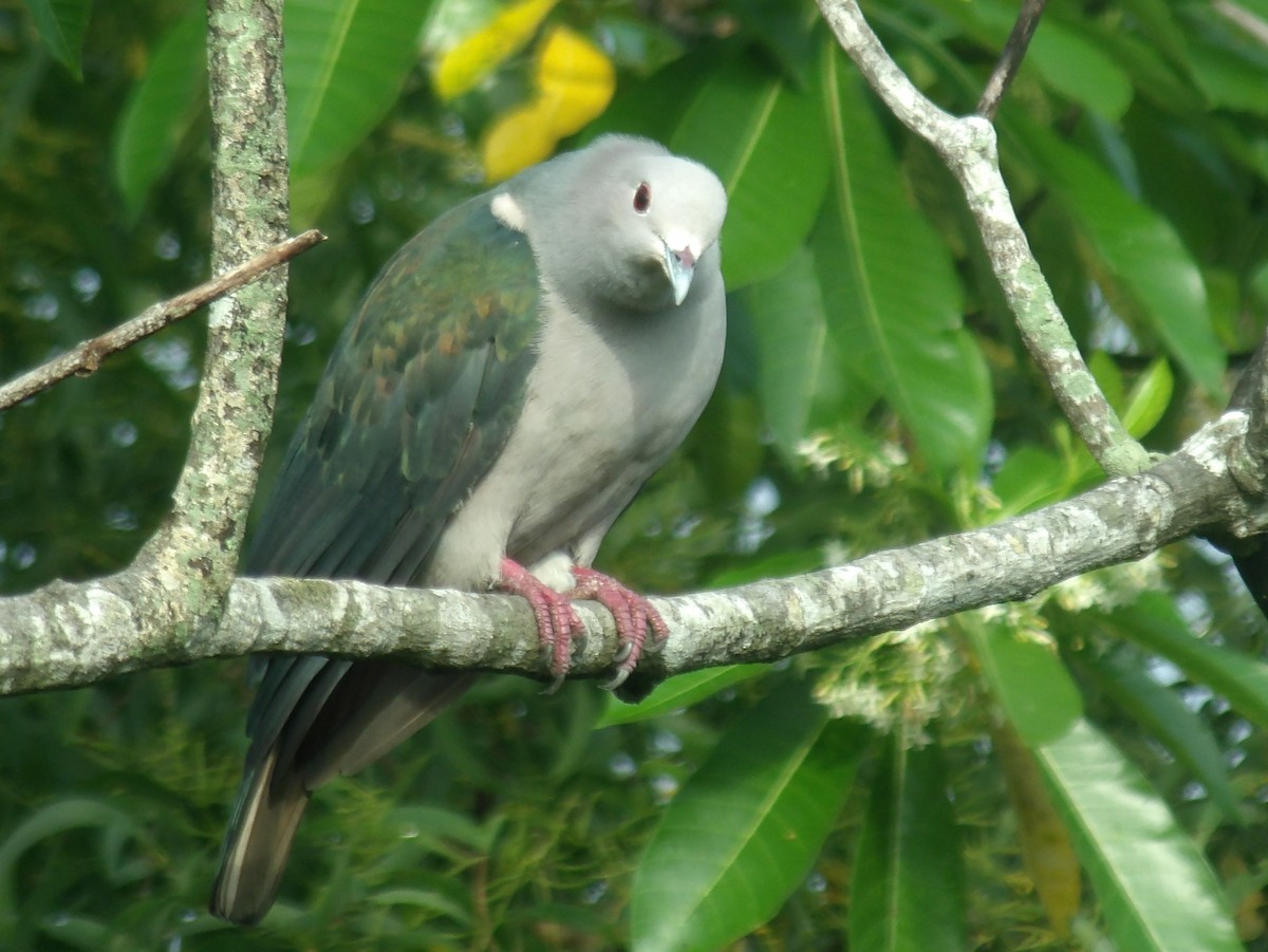 Green Imperial-Pigeon - ML620052682