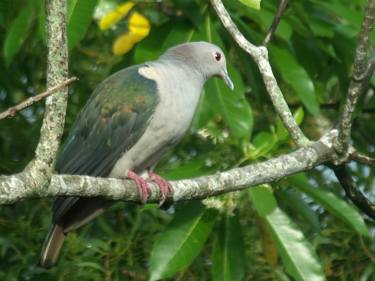 Green Imperial-Pigeon - ML620052683