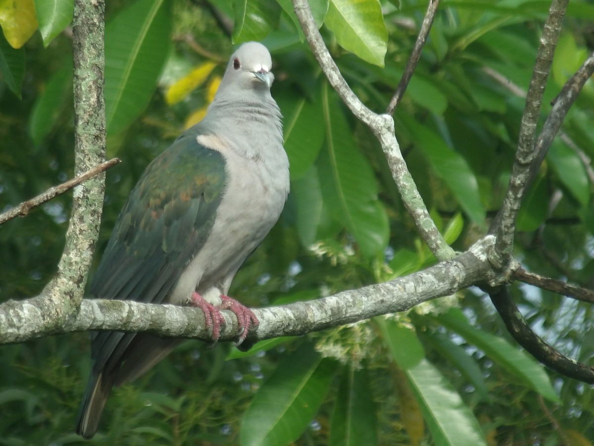 Green Imperial-Pigeon - ML620052684