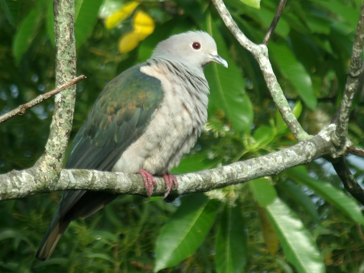 Green Imperial-Pigeon - ML620052685