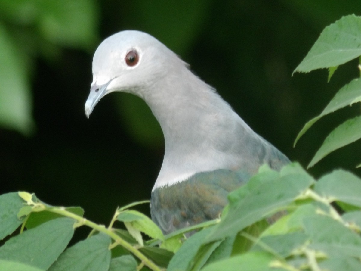 Green Imperial-Pigeon - ML620052686