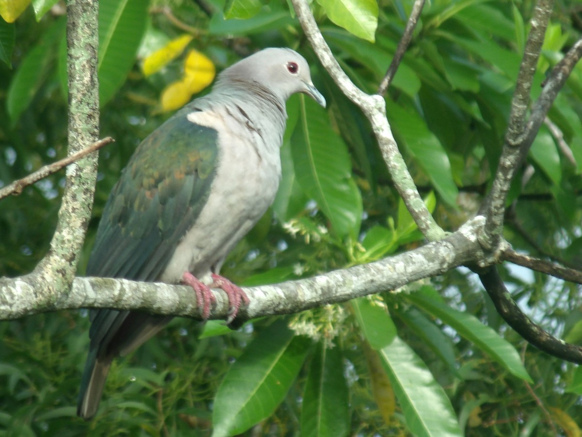 Green Imperial-Pigeon - ML620052687