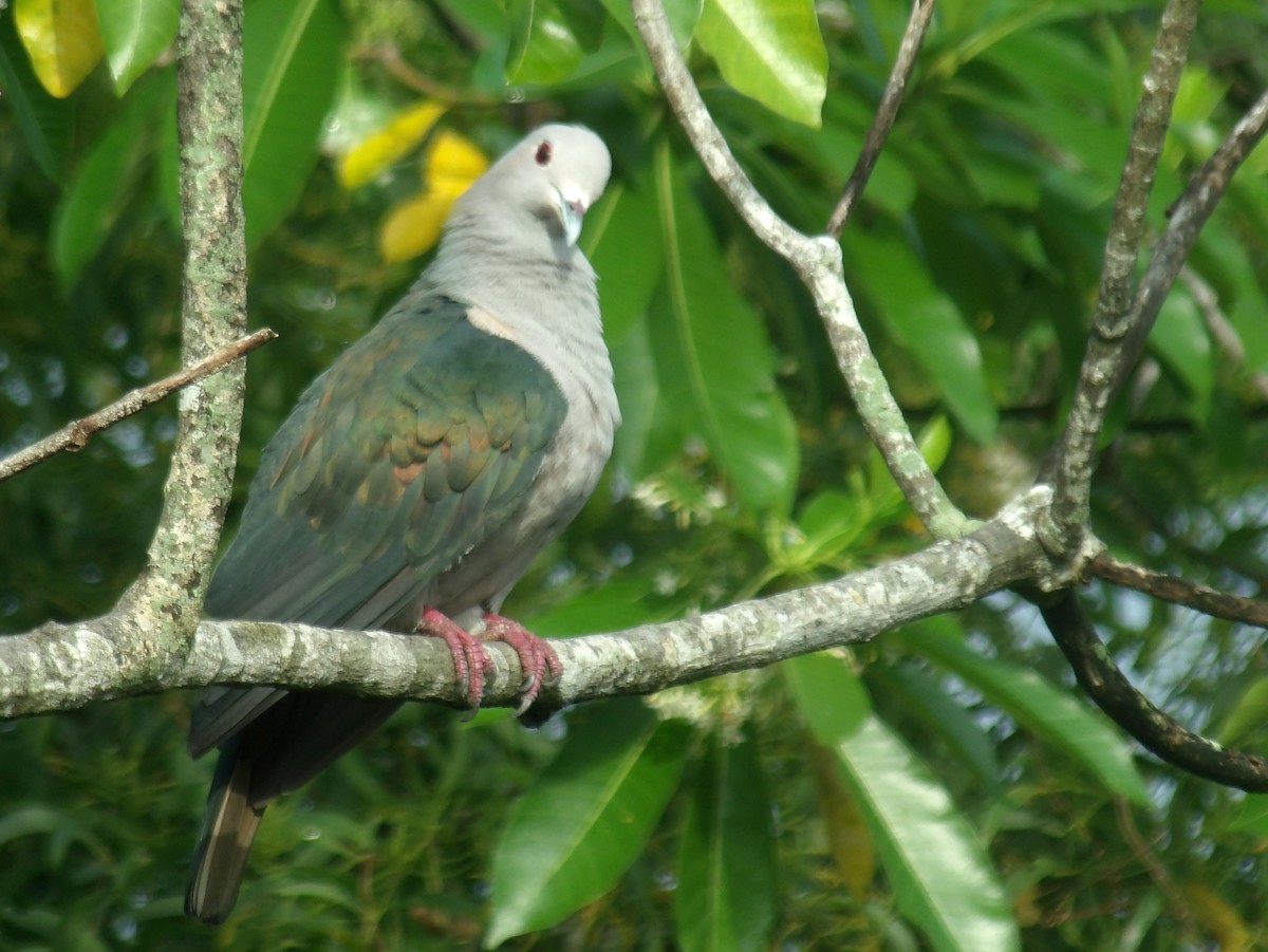 Green Imperial-Pigeon - ML620052688