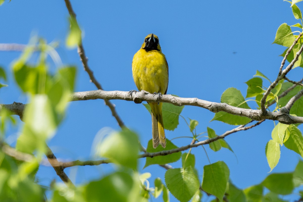 Orchard Oriole - ML620052691