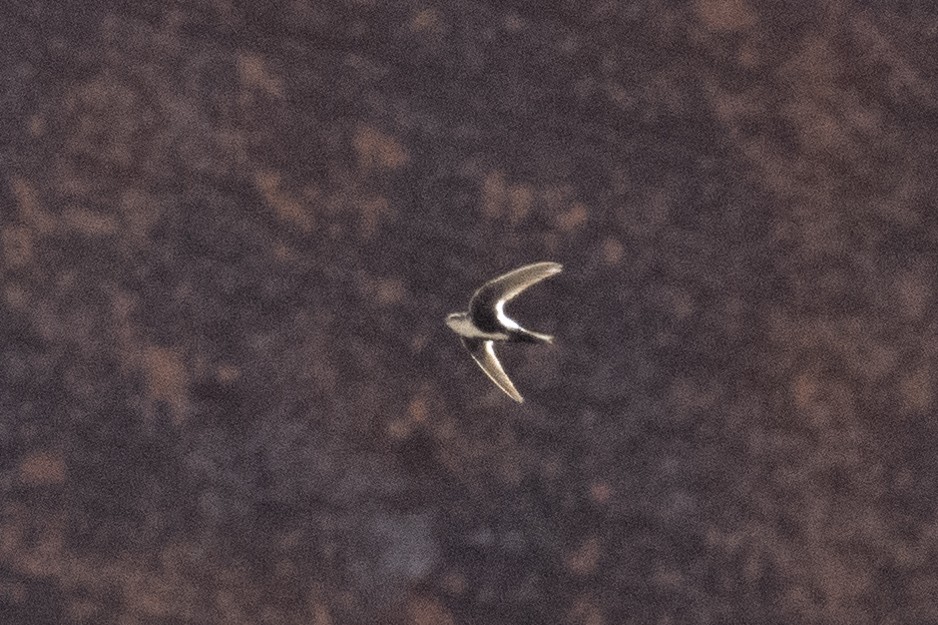 White-throated Swift - ML620052730