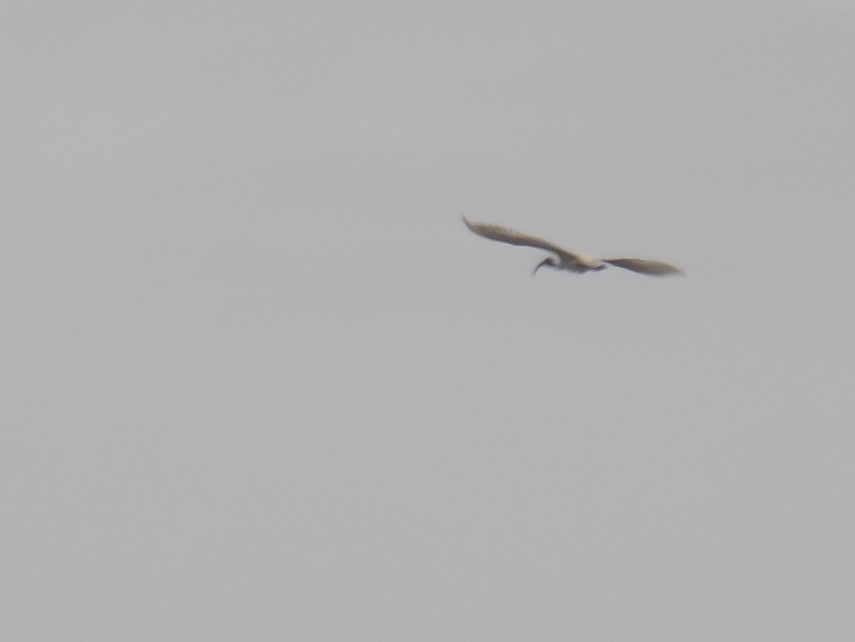 ibis černohlavý - ML620052746
