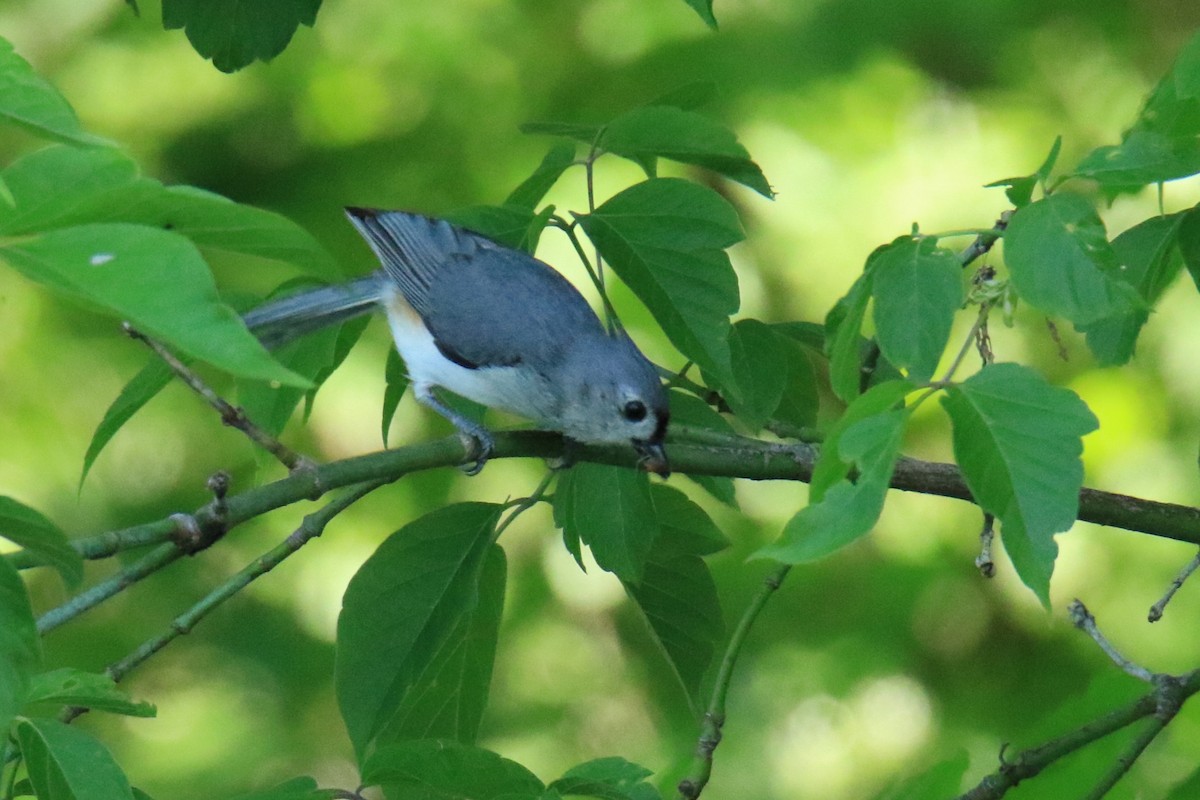 Tufted Titmouse - ML620052747