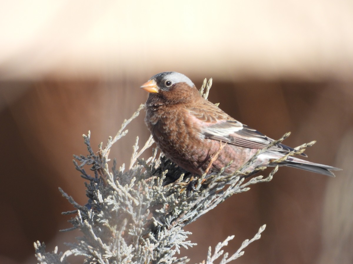 Gray-crowned Rosy-Finch - ML620052779