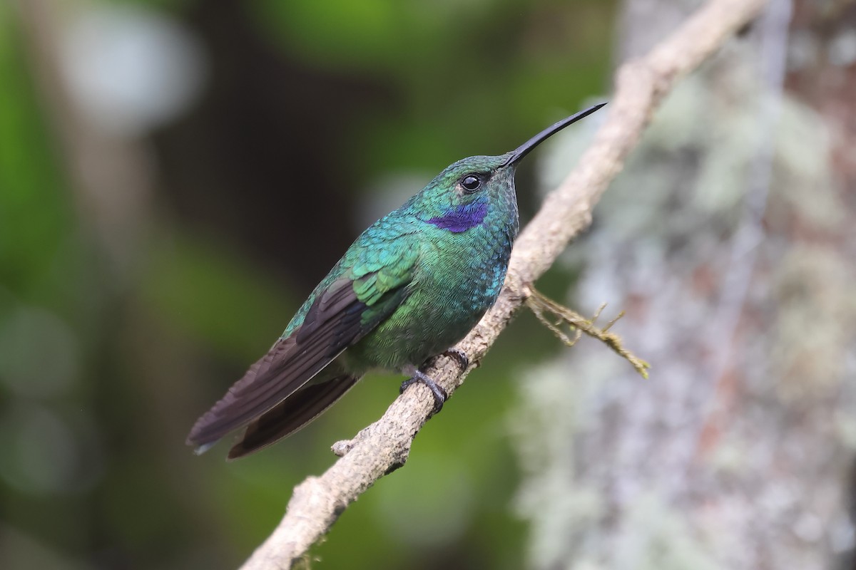 kolibřík modrouchý - ML620052794