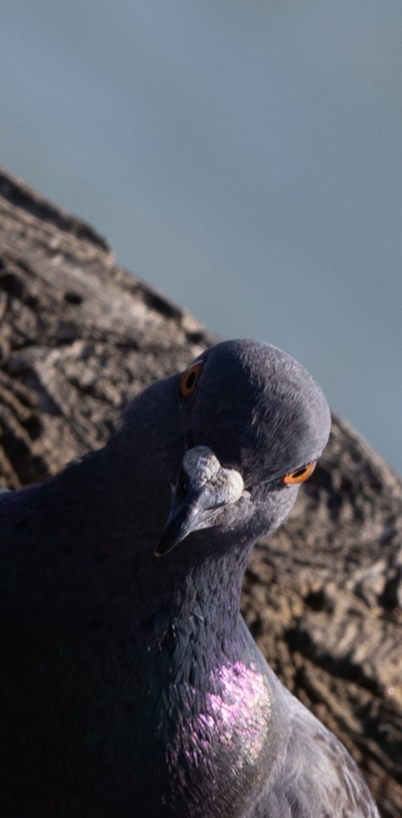 Rock Pigeon (Feral Pigeon) - Garrett Teems