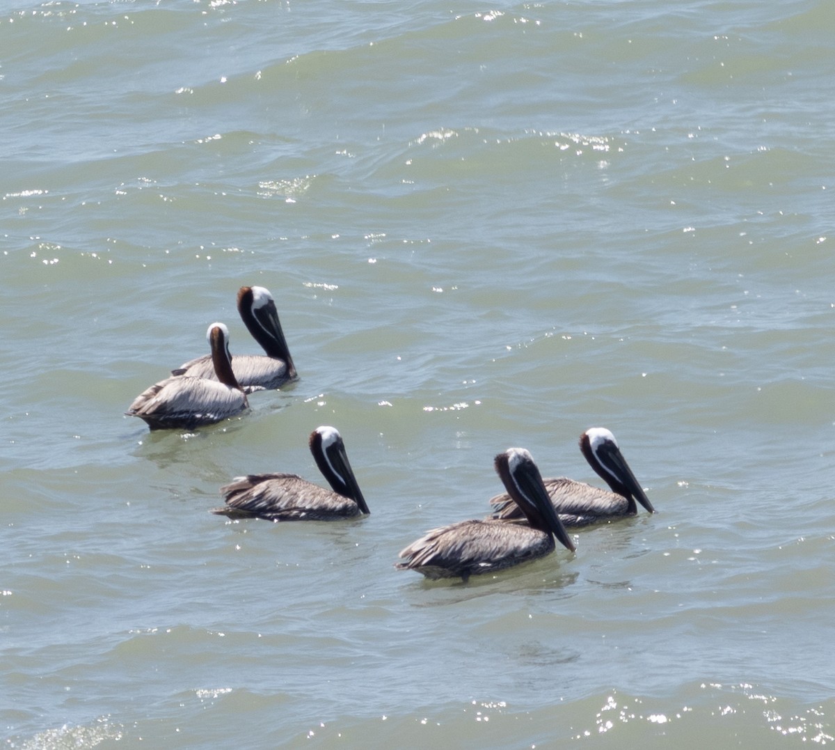 Brown Pelican - ML620052806