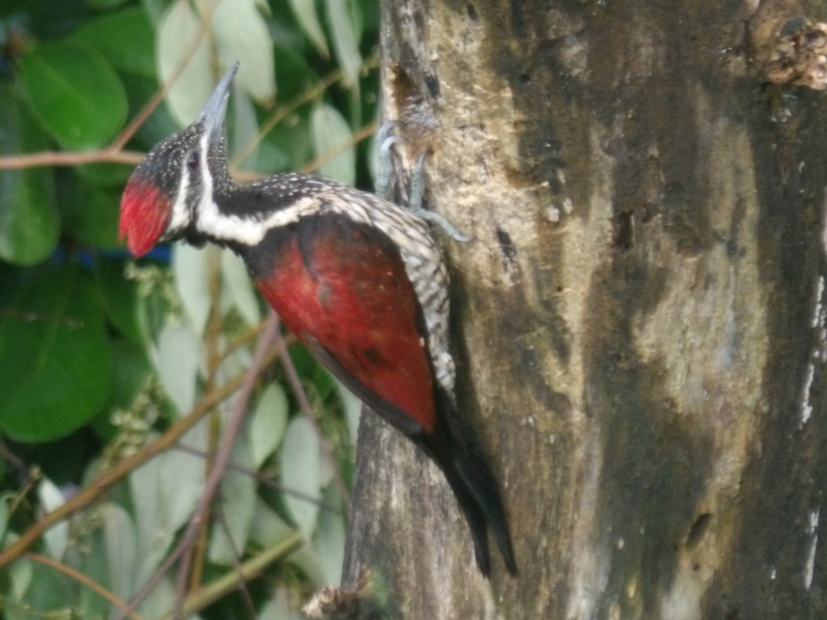 Red-backed Flameback - ML620052809