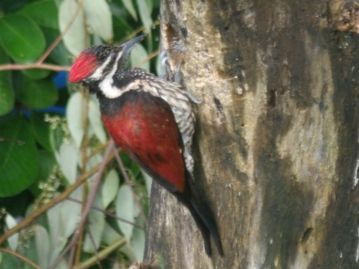 Red-backed Flameback - ML620052810