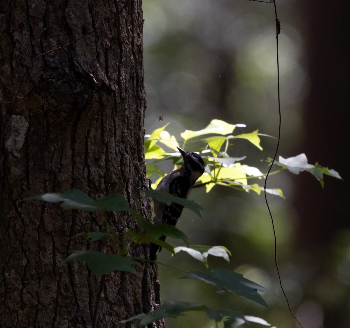 Downy Woodpecker - ML620052820