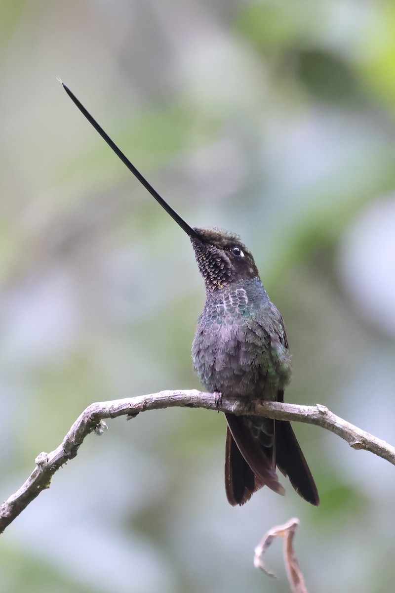 Sword-billed Hummingbird - ML620052823