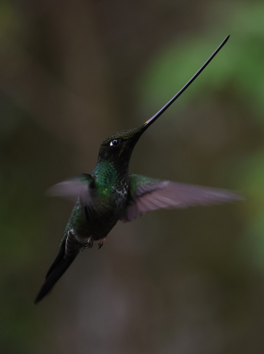 kolibřík mečozobec - ML620052824