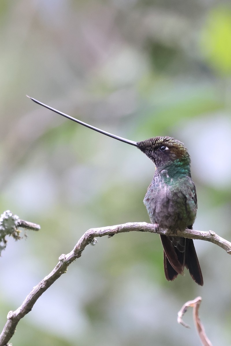 Sword-billed Hummingbird - ML620052825