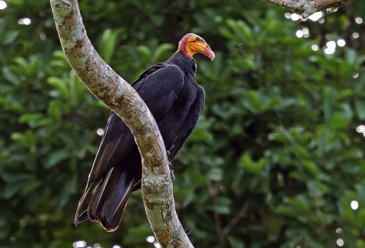 Greater Yellow-headed Vulture - ML620052831