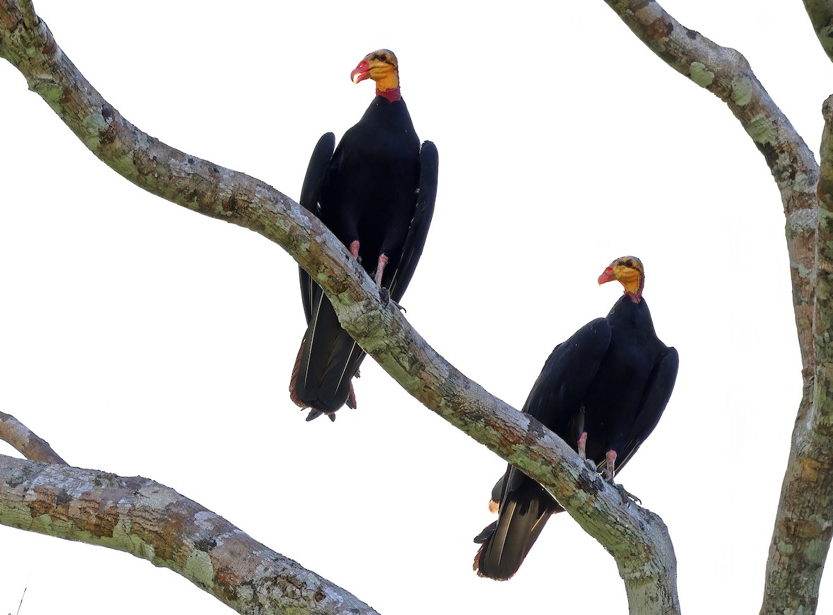 Greater Yellow-headed Vulture - ML620052847