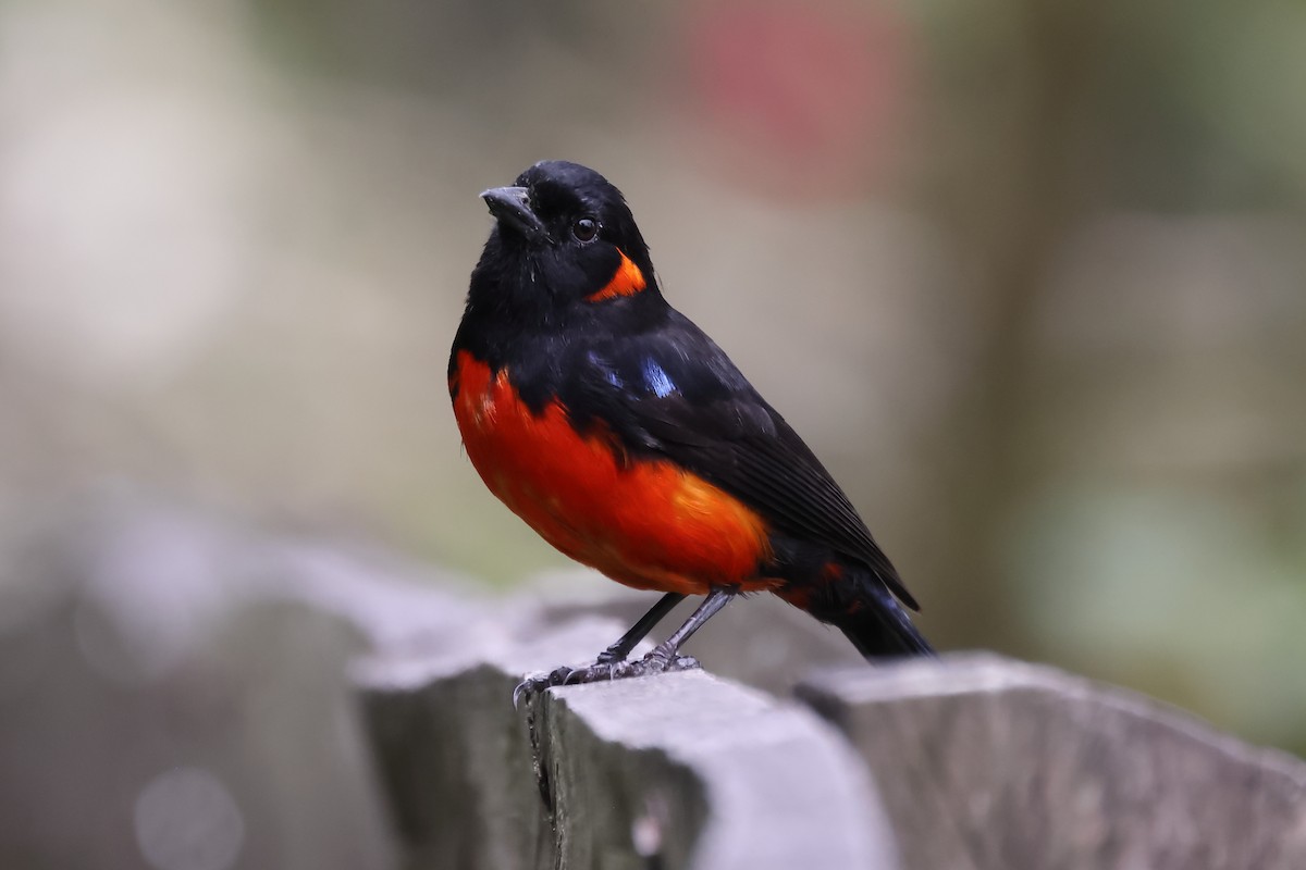 Scarlet-bellied Mountain Tanager - Manuel Roncal