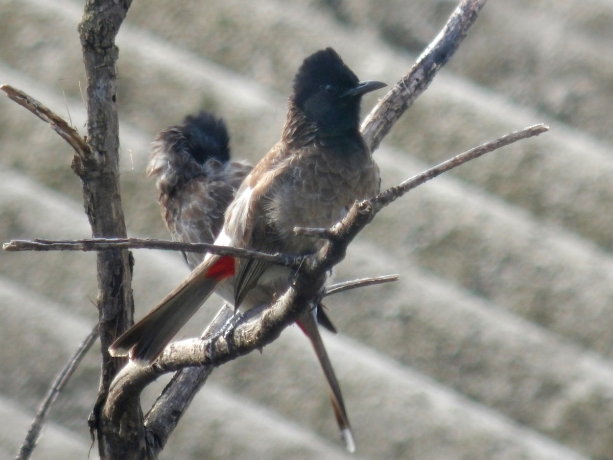 Red-vented Bulbul - ML620052864