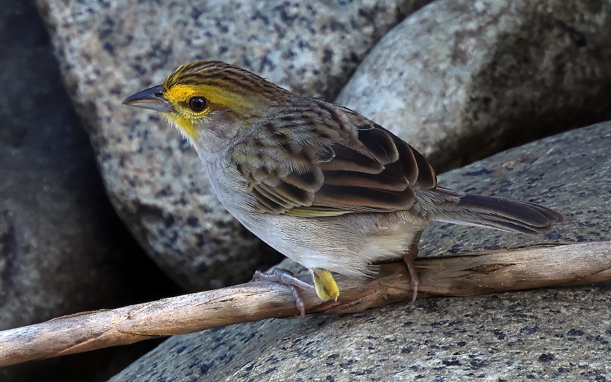 Yellow-browed Sparrow - ML620052865