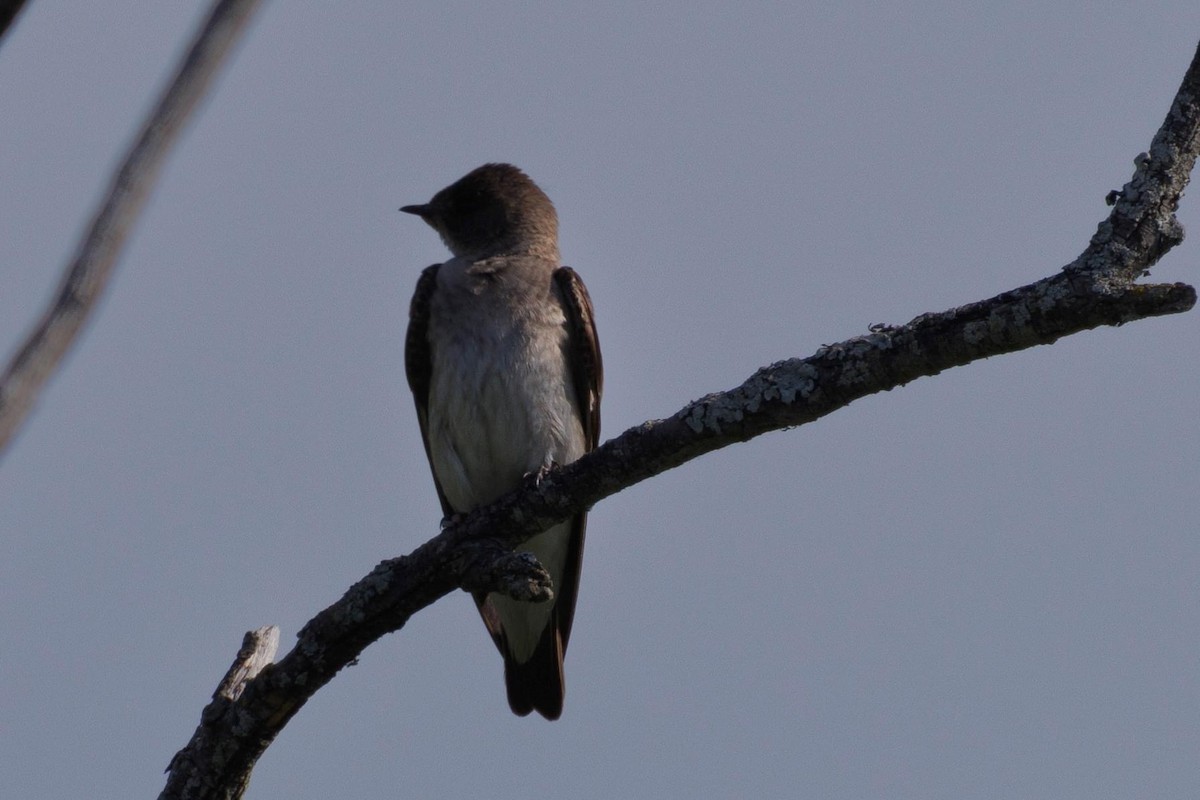 Northern Rough-winged Swallow - ML620052869
