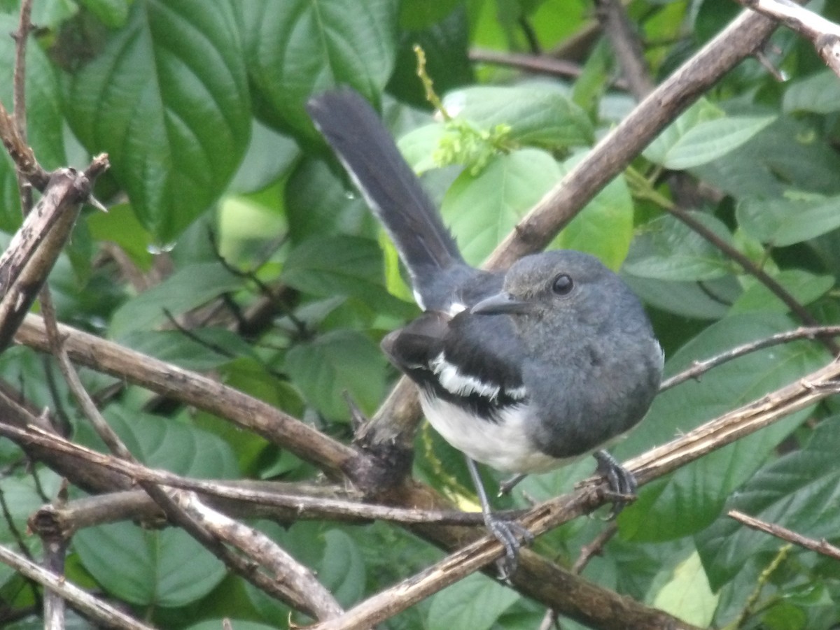 Oriental Magpie-Robin - Sri Srikumar