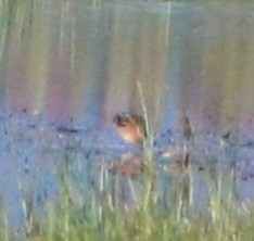 Phalarope à bec large - ML620052913