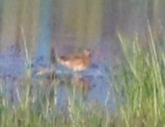 Red Phalarope - ML620052916