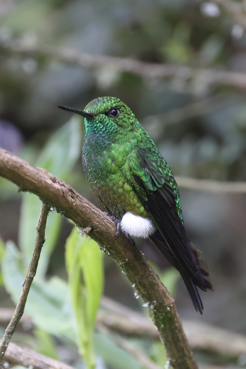 White-booted Racket-tail - ML620052918